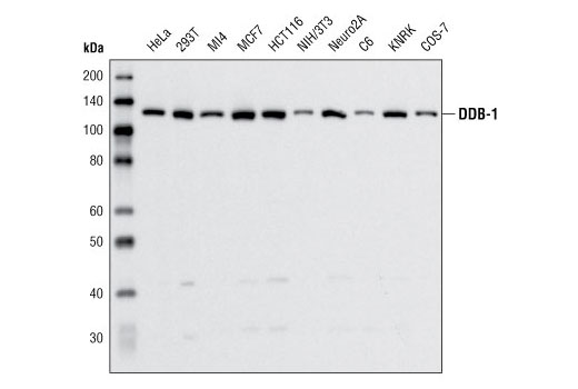 Western Blotting Image 1: DDB-1 Antibody