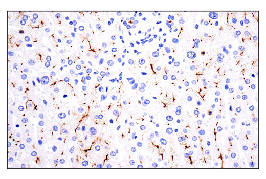 Immunohistochemistry Image 4: CD10/Neprilysin (E5P7S) Rabbit mAb (BSA and Azide Free)