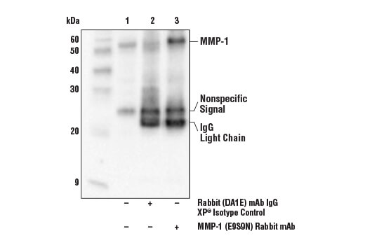 Immunoprecipitation Image 1: MMP-1 (E9S9N) Rabbit mAb