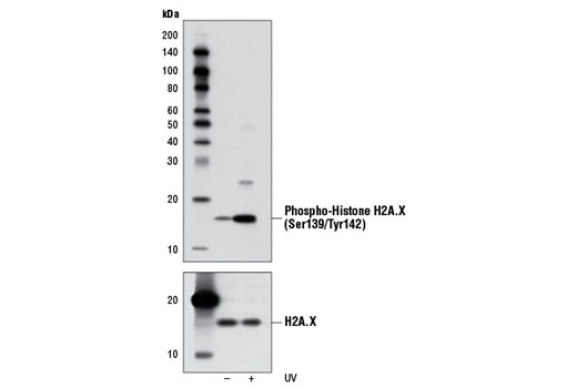 Western Blotting Image 1: Phospho-Histone H2A.X (Ser139/Tyr142) Antibody