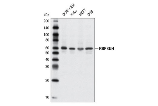 Western Blotting Image 1: RBPSUH Antibody