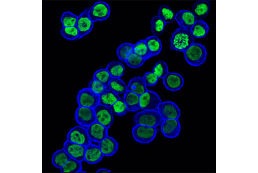 Immunofluorescence Image 1: EpCAM (VU1D9) Mouse mAb (Alexa Fluor® 647 Conjugate)