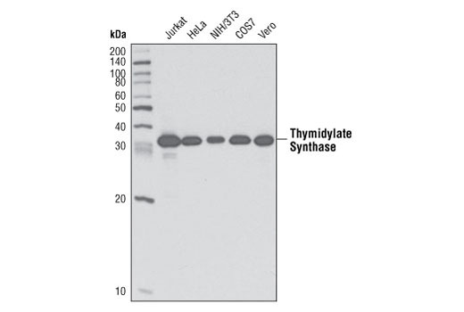 Western Blotting Image 1: Thymidylate Synthase (D26G11) Rabbit mAb