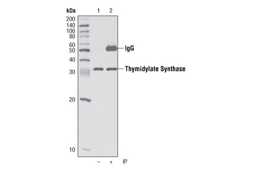 Immunoprecipitation Image 1: Thymidylate Synthase (D26G11) Rabbit mAb