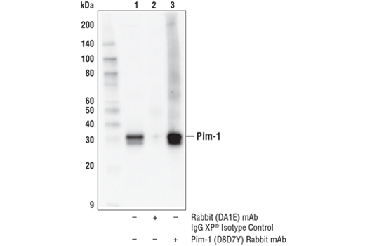 Immunoprecipitation Image 1: Pim-1 (D8D7Y) Rabbit mAb