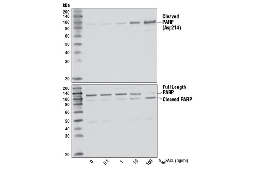  Image 3: Human His6Fas Ligand/TNFSF6 (hHis6FasL)