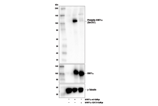 Western Blotting Image 2: Phospho-HNF1α (Ser247) Antibody