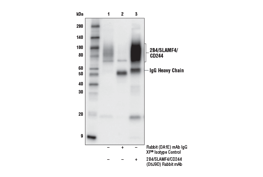 Immunoprecipitation Image 1: 2B4/SLAMF4/CD244 (D5J9D) Rabbit mAb