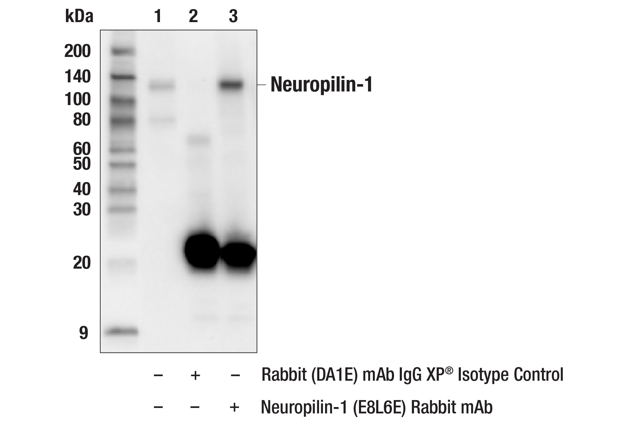 Immunoprecipitation Image 1: Neuropilin-1 (E8L6E) Rabbit mAb