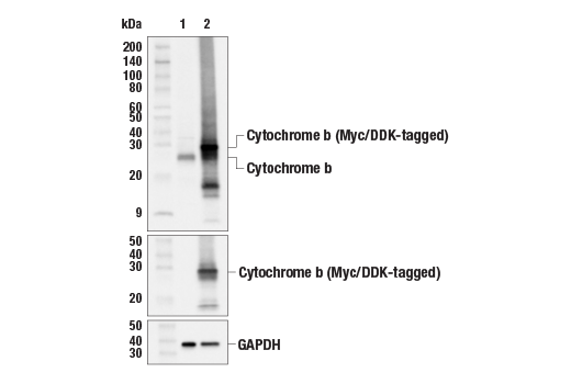 Western Blotting Image 2: Cytochrome b (E7F8Z) Rabbit mAb