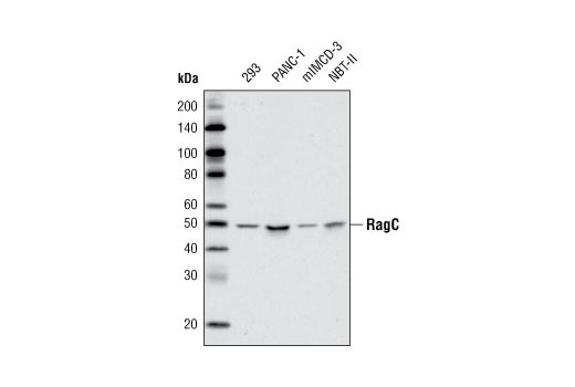  Image 7: Rag Protein Antibody Sampler Kit