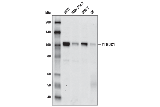 Western Blotting Image 1: YTHDC1 (D10) Antibody