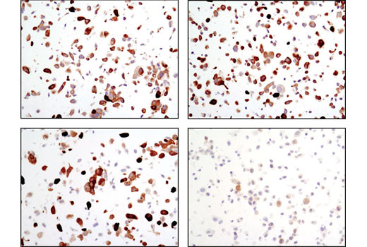 Immunohistochemistry Image 1: Phospho-NDRG1 (Thr346) (D98G11) XP® Rabbit mAb