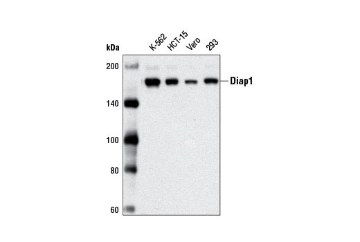 Western Blotting Image 1: Diap1 Antibody
