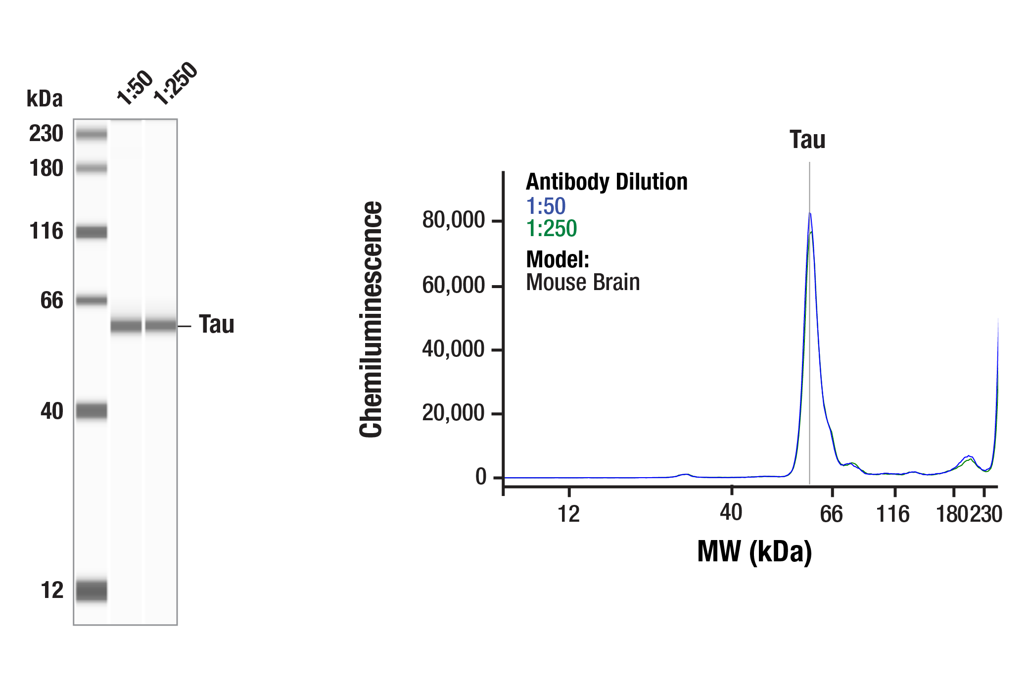 Western Blotting Image 2: Tau (E8B5J) Mouse mAb