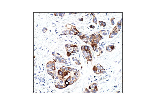 Immunohistochemistry Image 1: Phospho-mTOR (Ser2448) (49F9) Rabbit mAb (BSA and Azide Free)
