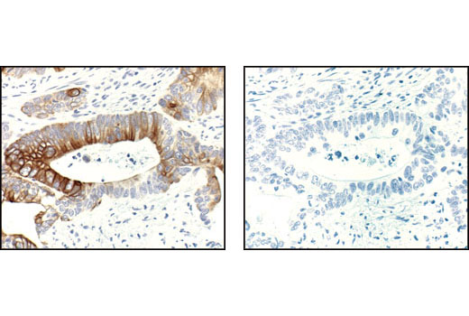 Immunohistochemistry Image 2: Phospho-mTOR (Ser2448) (49F9) Rabbit mAb (BSA and Azide Free)