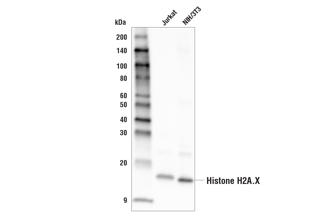Western Blotting Image 1: Histone H2A.X (D17A3) XP® Rabbit mAb (Biotinylated)