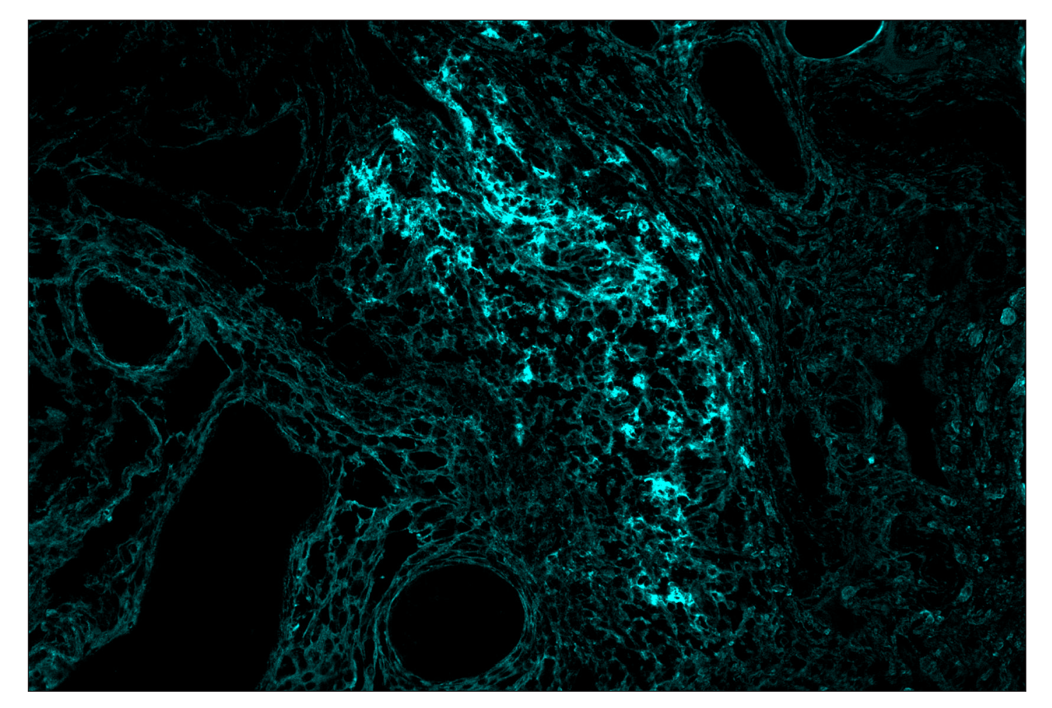 Immunohistochemistry Image 4: CD40 (D8W3N) & CO-0115-488 SignalStar™ Oligo-Antibody Pair