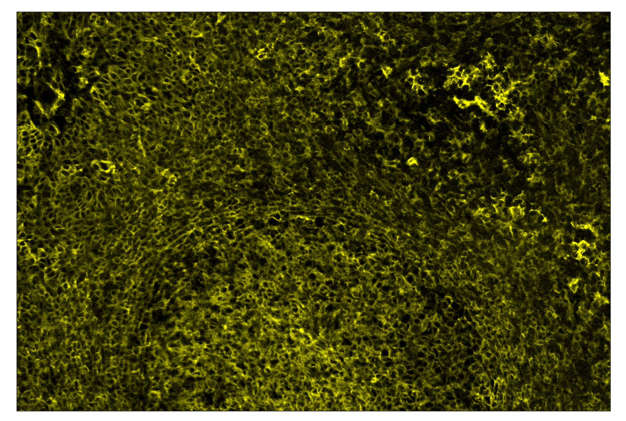 Immunohistochemistry Image 2: CD40 (D8W3N) & CO-0115-488 SignalStar™ Oligo-Antibody Pair