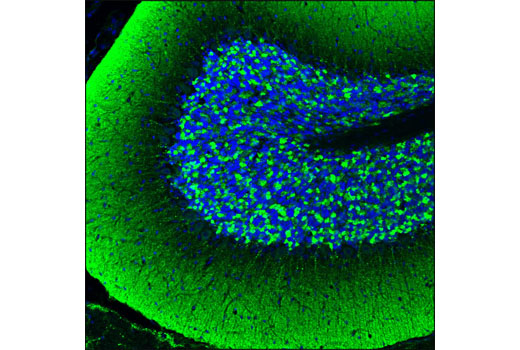Immunofluorescence Image 1: α-Synuclein (D37A6) XP® Rabbit mAb (Alexa Fluor® 488 Conjugate)