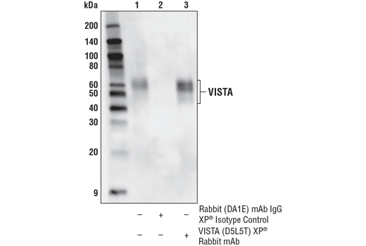 Immunoprecipitation Image 1: VISTA (D5L5T) XP® Rabbit mAb