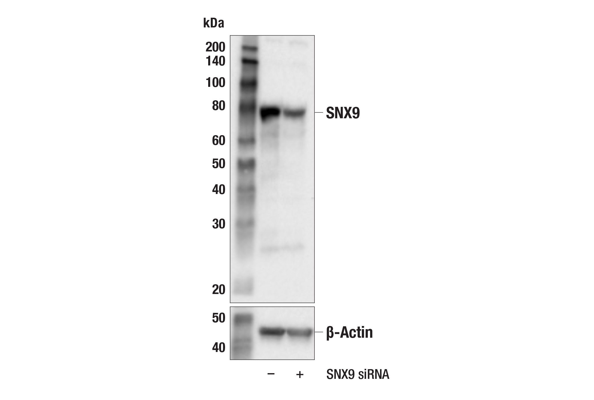 Western Blotting Image 2: SNX9 (F9G1M) Rabbit mAb