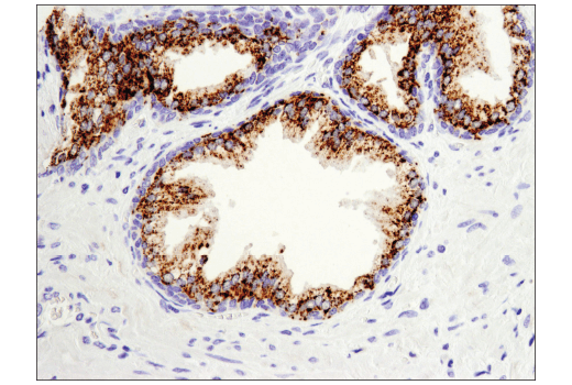 Immunohistochemistry Image 5: Arginase-2 (D9J1N) XP® Rabbit mAb