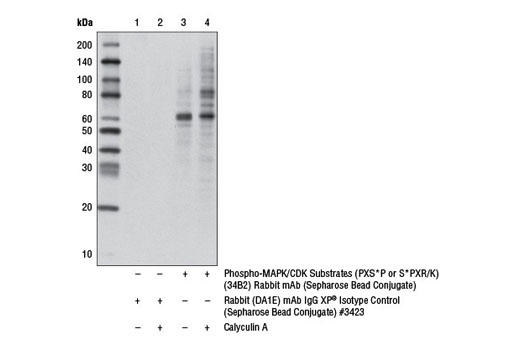 Immunoprecipitation Image 1: Phospho-MAPK/CDK Substrates (PXS*P or S*PXR/K) (34B2) Rabbit mAb (Sepharose® Bead Conjugate)