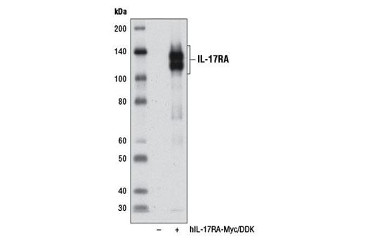 Western Blotting Image 1: IL-17RA Antibody