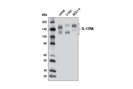 Western Blotting Image 2: IL-17RA Antibody