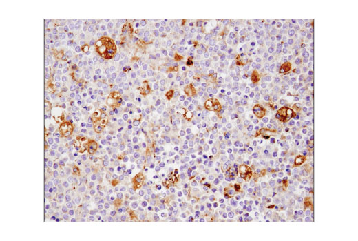 Immunohistochemistry Image 3: CD63 (D4I1X) Rabbit mAb (IHC Specific)