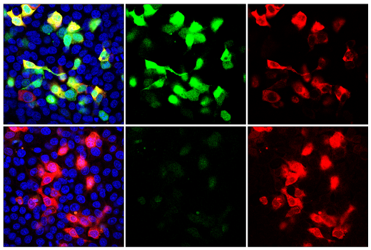 Immunofluorescence Image 1: mNeonGreen Tag (E8E3V) Rabbit mAb