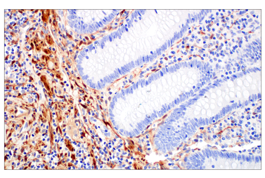 Immunohistochemistry Image 5: HSP20 (E6O7A) XP® Rabbit mAb