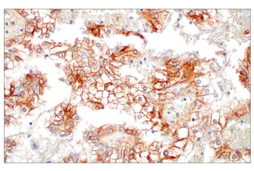 Immunohistochemistry Image 3: HSP20 (E6O7A) XP® Rabbit mAb