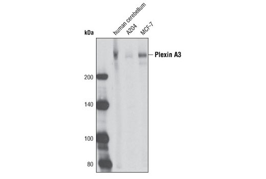  Image 3: Plexin Isoform Antibody Sampler Kit