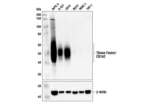 Western Blotting Image 1: Tissue Factor/CD142 (E2Y6L) Rabbit mAb