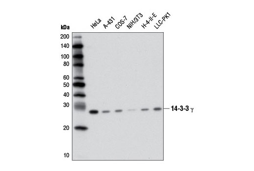  Image 2: 14-3-3 Family Antibody Sampler Kit