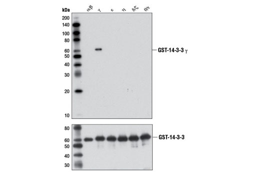  Image 9: 14-3-3 Family Antibody Sampler Kit