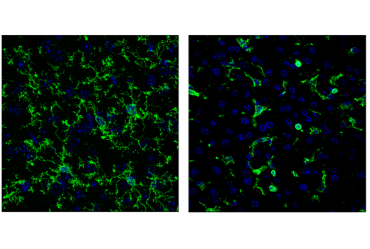 Immunofluorescence Image 2: CD45 (30-F11) Rat mAb