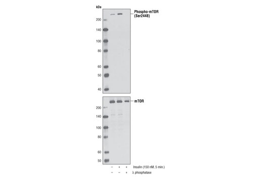  Image 3: PhosphoPlus® mTOR (Ser2448) Antibody Duet