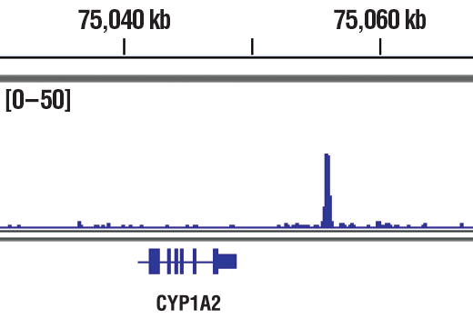 Chromatin Immunoprecipitation Image 1: HIF-1β/ARNT (D28F3) XP® Rabbit mAb