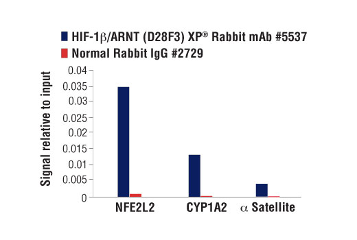 Chromatin Immunoprecipitation Image 2: HIF-1β/ARNT (D28F3) XP® Rabbit mAb