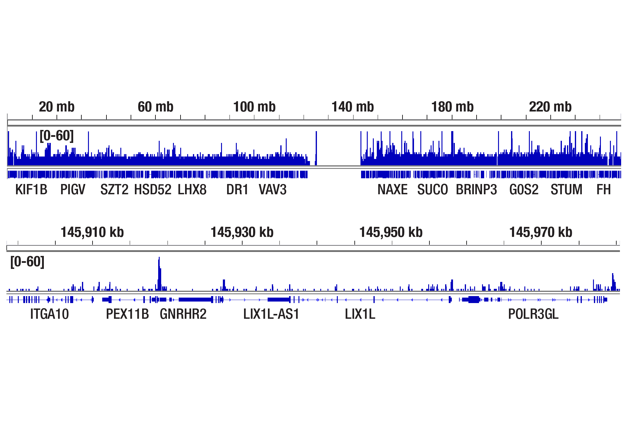 CUT and RUN Image 2: HIF-1β/ARNT (D28F3) XP® Rabbit mAb