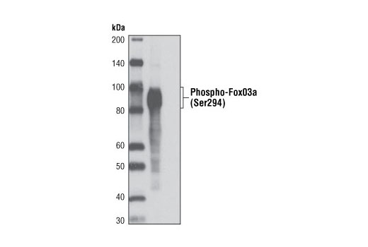 Western Blotting Image 1: Phospho-FoxO3a (Ser294) Antibody