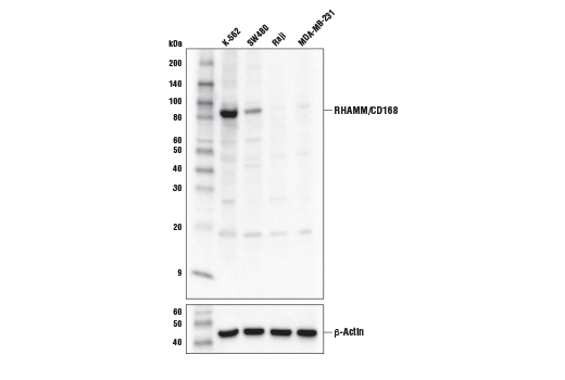 Western Blotting Image 1: RHAMM/CD168 Antibody