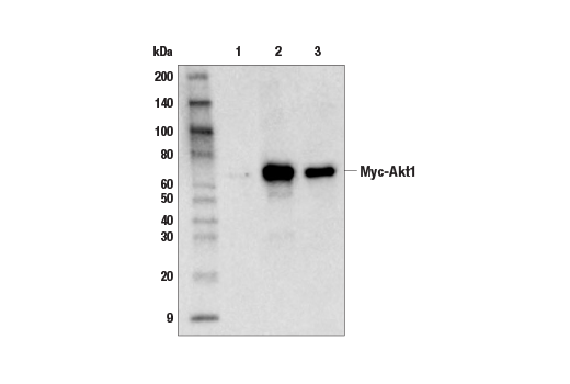 Immunoprecipitation Image 1: Myc-Tag (71D10) Rabbit mAb (Sepharose® Bead Conjugate)