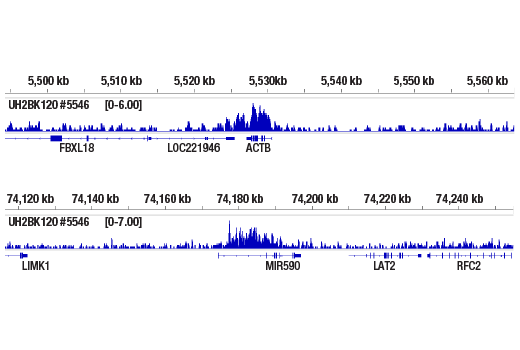 Chromatin Immunoprecipitation Image 2: Ubiquityl-Histone H2B (Lys120) (D11) XP® Rabbit mAb