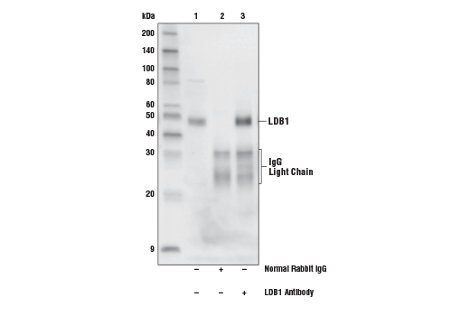 Immunoprecipitation Image 1: LDB1 Antibody
