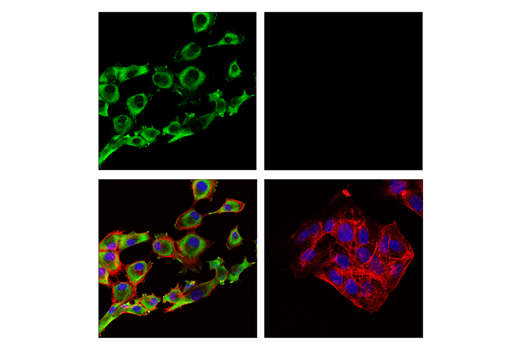 Immunofluorescence Image 1: ALDH1A2 (E6O6Q) Rabbit mAb
